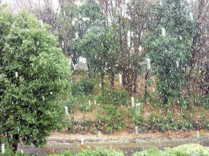 横浜、季節外れの雪 横浜、季節外れの雪