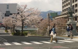 女鳥羽川沿いの桜