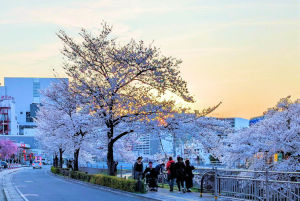 松本市内の桜