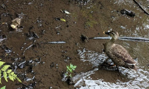 カモの親子、2組目 カモの親子、2組目