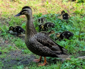 公園のカモの親子